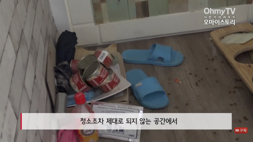마산 애니멀 호더에게서 구조한 50여마리의 고양이들에게 손길을 내밀어주세요! 곧 쉼터가 폐쇄되어 아이들이 갈 곳이 없습니다 | 인스티즈