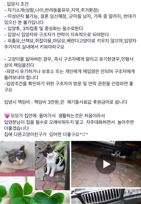 구조햇던 길냥이 모모랑 다른 아가들 입양처 구한대!! | 인스티즈