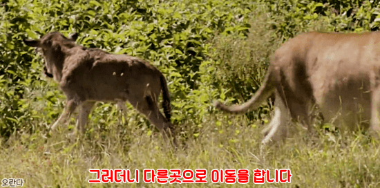 야생에서 일어난 기적적인 재회 | 인스티즈