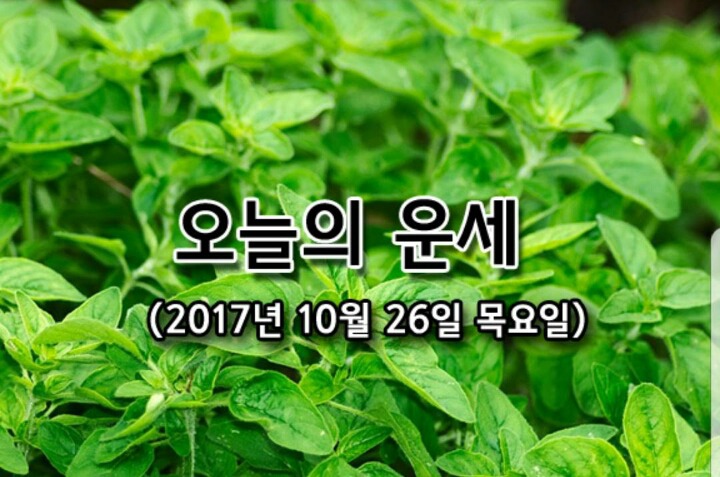 금일 이미지