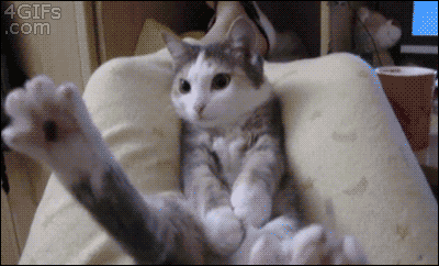 고양이 액체설의 증거들.gif | 인스티즈