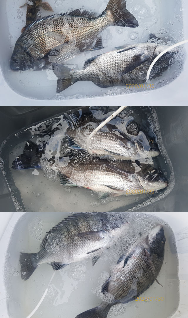 순천대물낚시 이미지