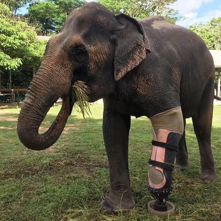 의족을 착용한 코끼리 | 인스티즈
