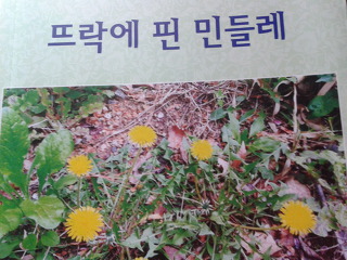 민들레뜨락 이미지