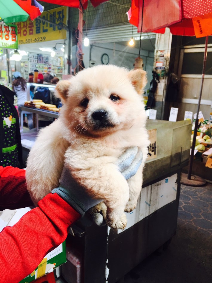 고양이한테 맞은 멍뭉이 | 인스티즈