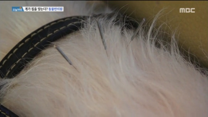 강아지 한의원.jpg | 인스티즈