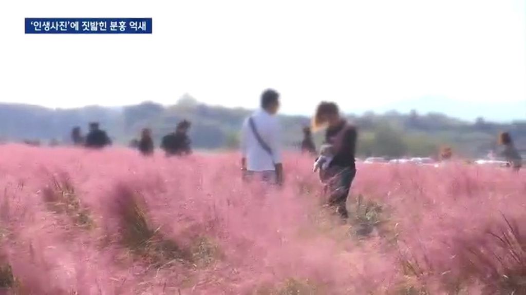 인생사진에 짓밟힌 분홍 억새.jpg | 인스티즈