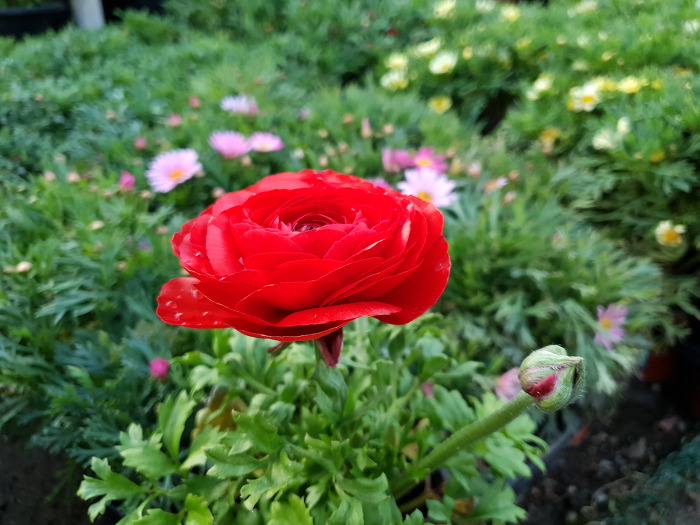 99B4BC3C5CB2B7371731B1