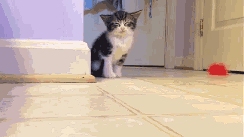서서 자는 냥이들.gif | 인스티즈