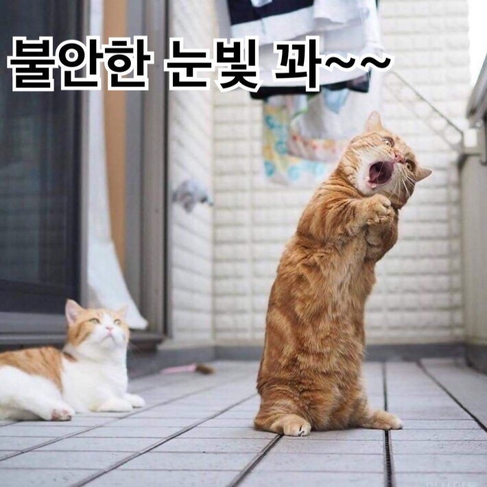 일루와 이미지