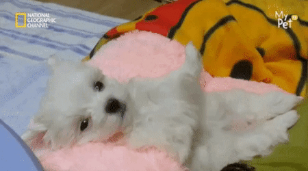 기지개하다가 기절함 ㄷㄷ.gif | 인스티즈
