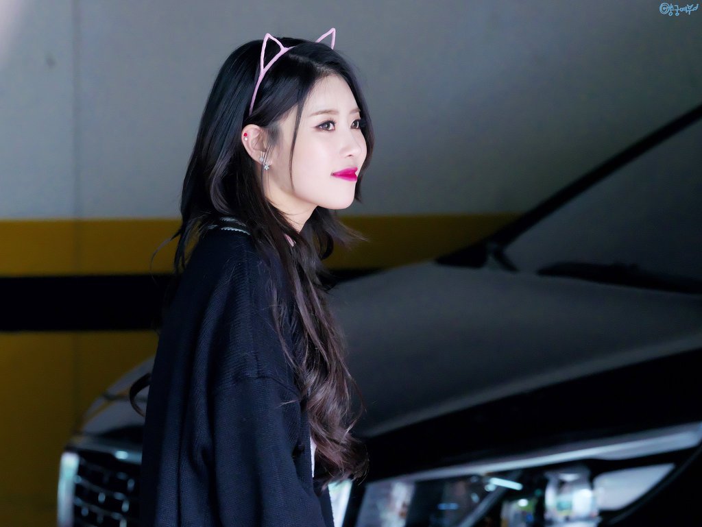 분홍고양이 이미지