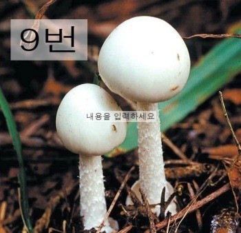  독버섯 고르기 | 인스티즈