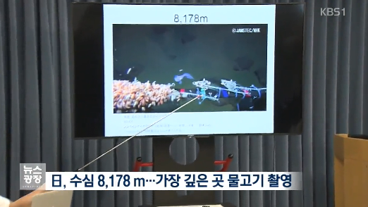 일본의 심해어 촬영 세계 신기록 | 인스티즈