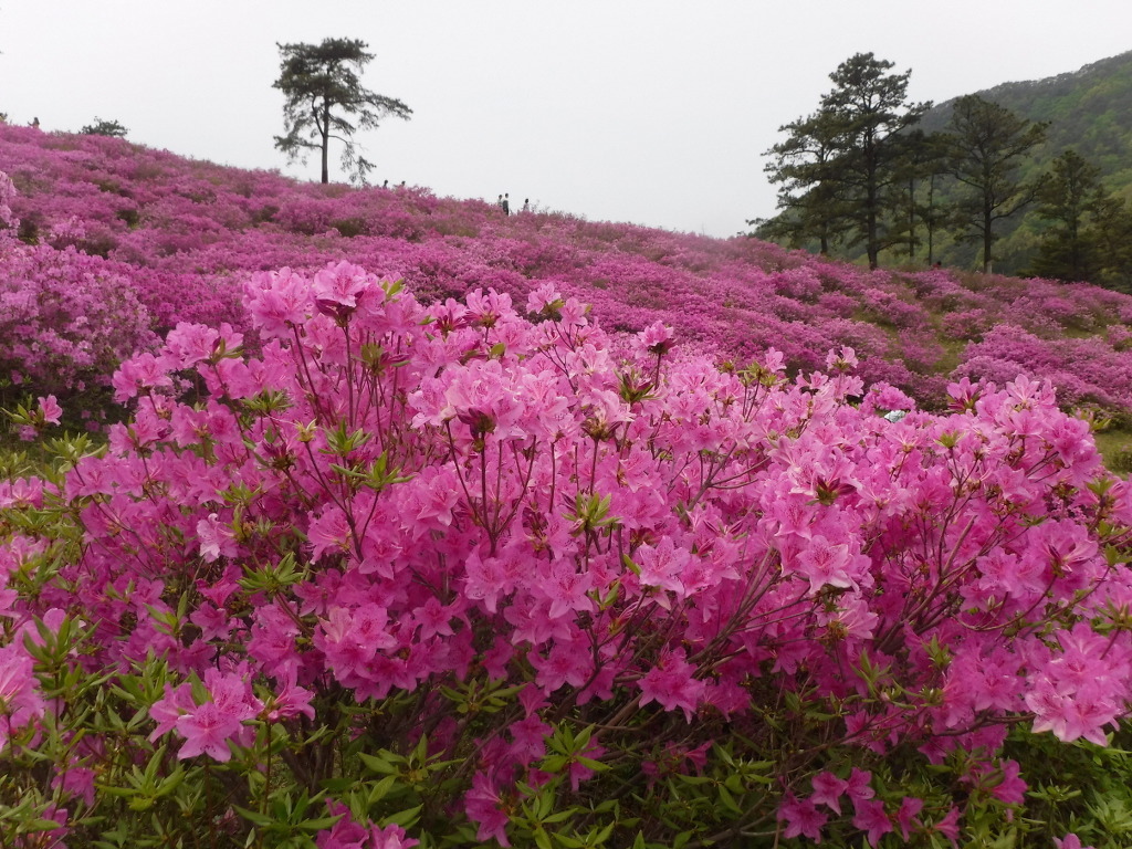 철쭉공원 이미지