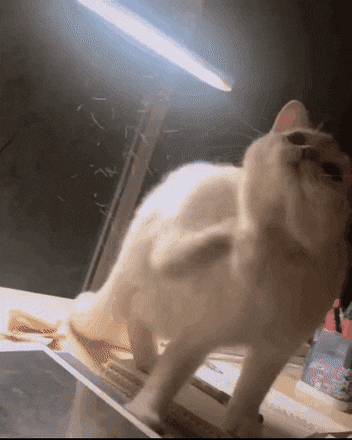 고양이 키우기 전 꼭 봐야하는 짤🐱 | 인스티즈