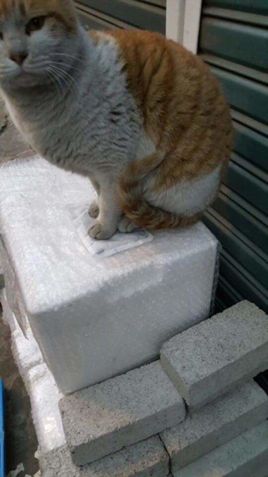 핫팩을 얻은 냥냥이.jpg | 인스티즈