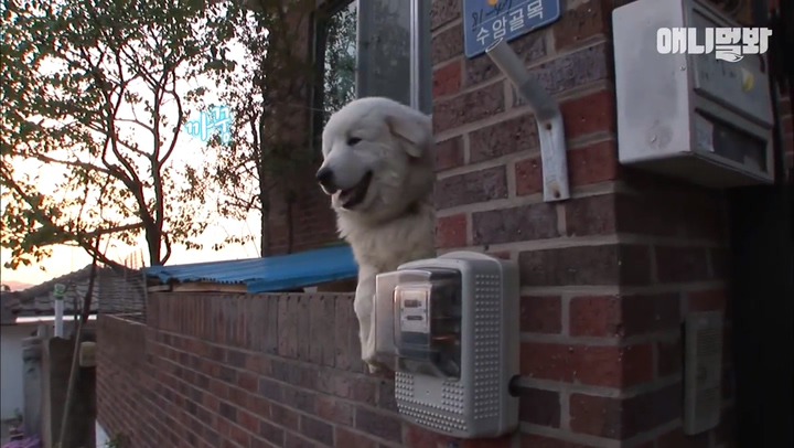 모른척 지나가면 짖는 삼식이.jpg | 인스티즈