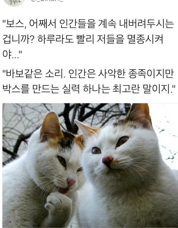 고양이가 인간을 살려두는 이유 | 인스티즈