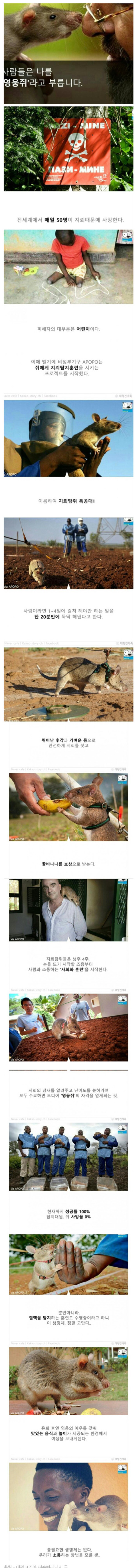 탐지 하는 쥐 | 인스티즈