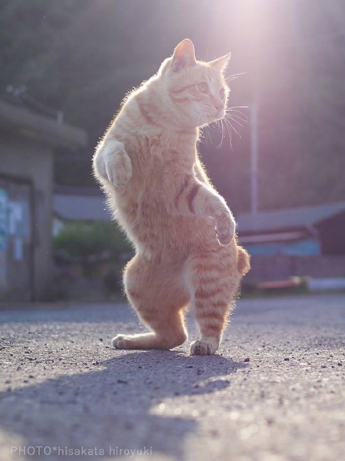 전생에 뭐였는지 궁금한 고양이 | 인스티즈