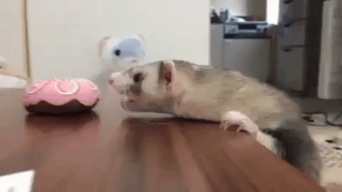 도넛이 먹고싶은 페럿.gif | 인스티즈