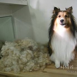 강아지 털갈이 모음 | 인스티즈