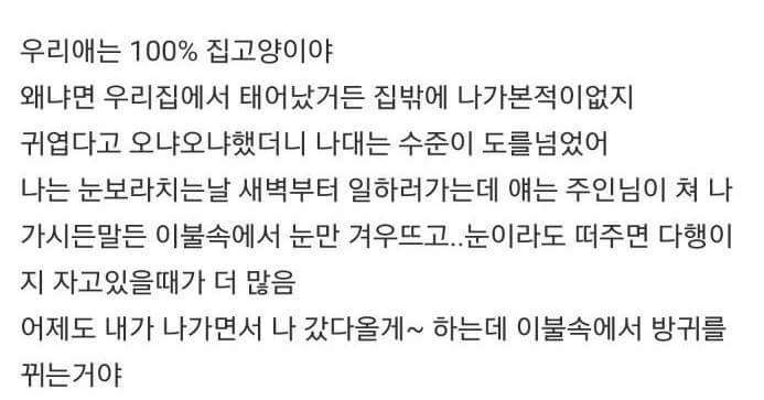 싹수없는 고양이 모시는 썰.txt | 인스티즈