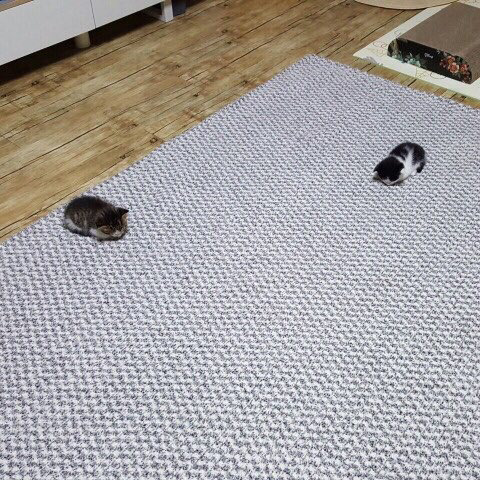 고독한고양이방 에서 주운 쟉고소중한 뽀시래기 고양이 짤 | 인스티즈