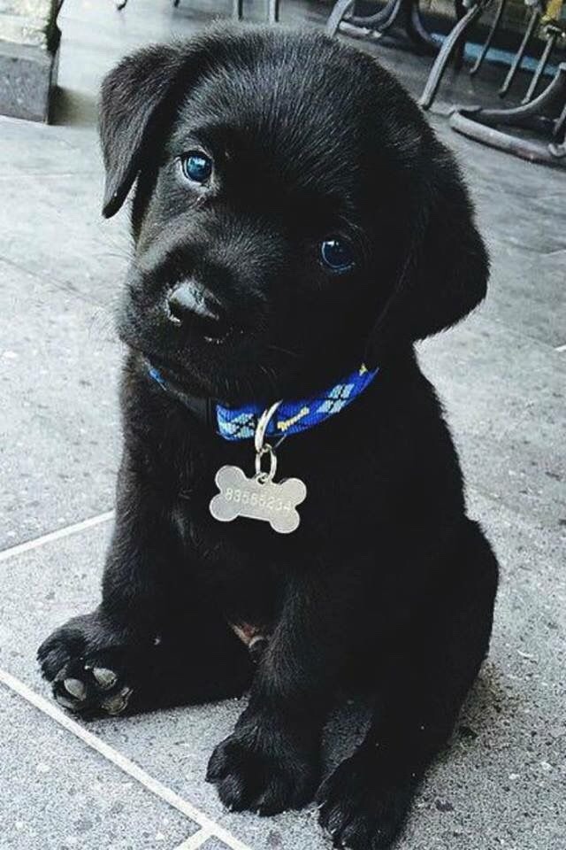 개와 고양이.jpg | 인스티즈