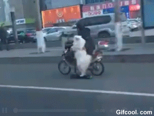 킥보드타는 댕댕이.gif | 인스티즈