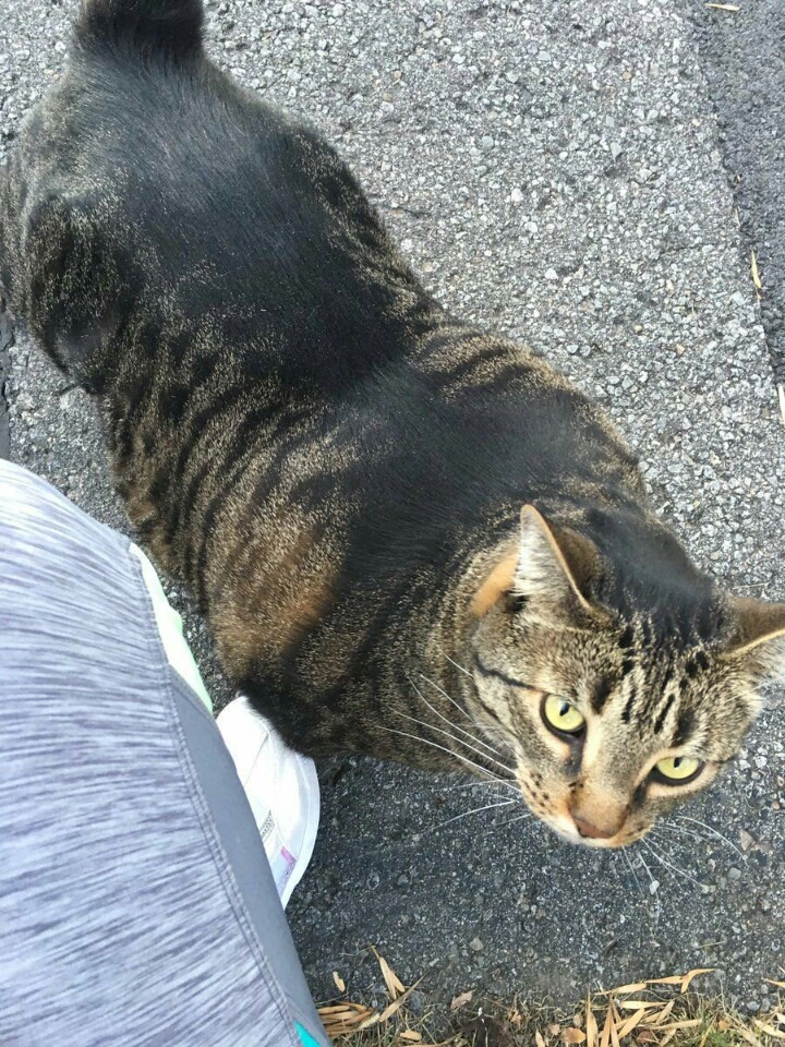 베이근 고양이.jpg | 인스티즈