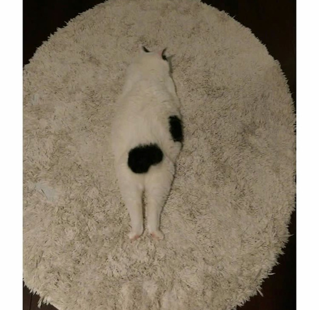 궁디가 까만 고양이 | 인스티즈