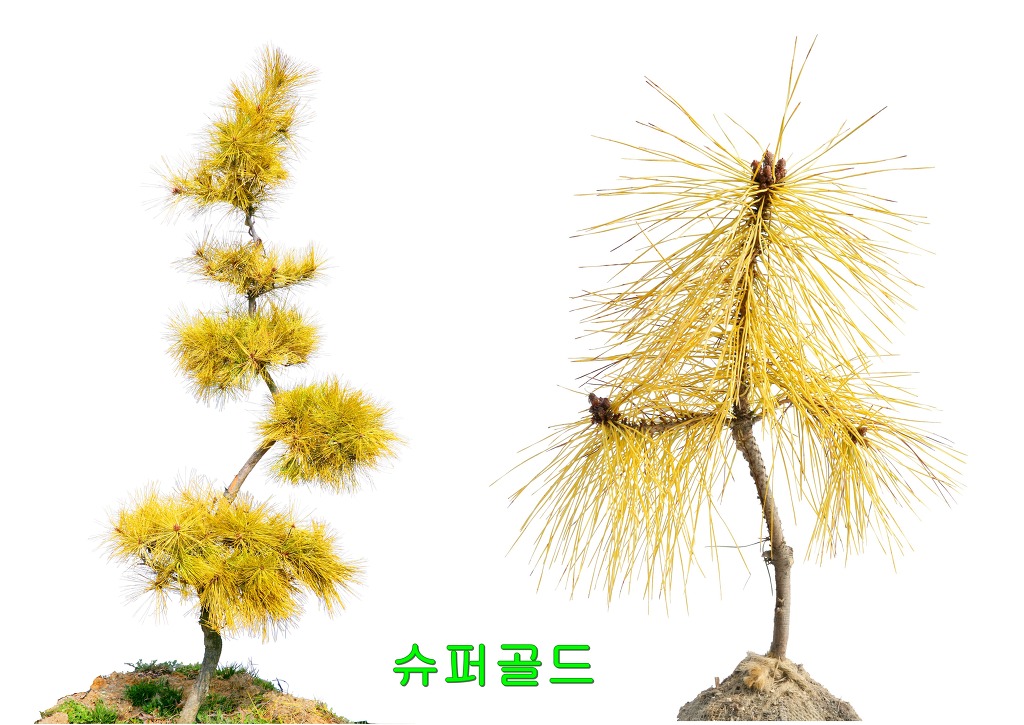 새천년농원(현농원) 황금소나무 - 황금소나무 이야기 - 새천년농원 새천년농원(현농원) 황금소나무